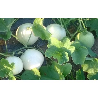 20 Hạt giống dưa lê trăng
