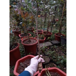 Cành hồng triết tree nguyên bản sapa