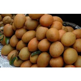Cây Giống Hồng Xiêm Xuân Đỉnh