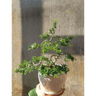 linh sam bonsai mini TẶNG CHẬU