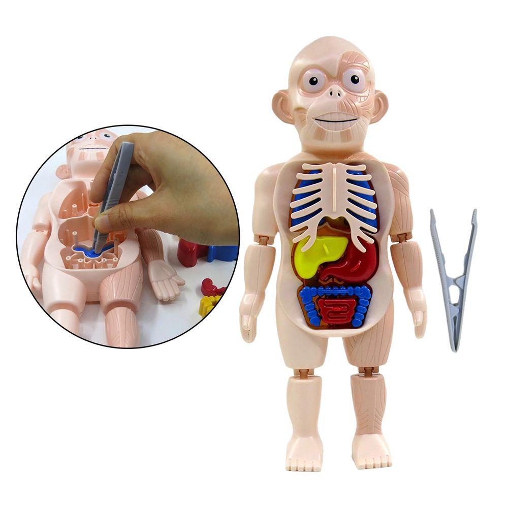 Mô Hình Cơ Thể Người Bằng Organzan Độc Đáo Cho Bé