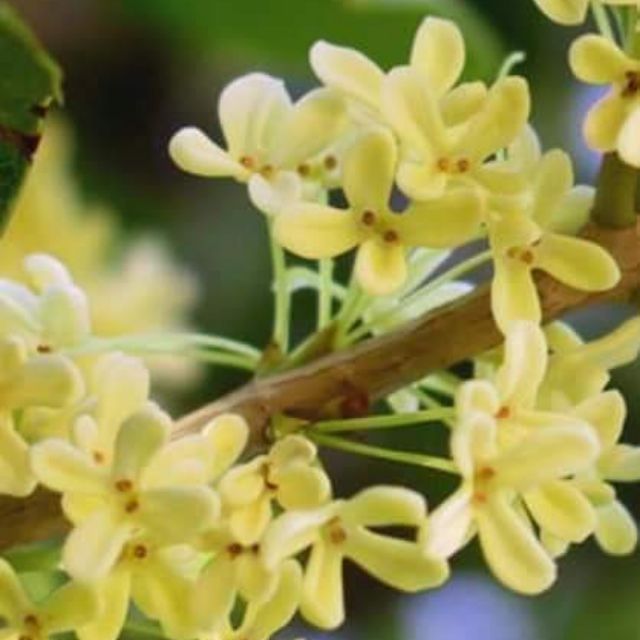 Mộc Hương giống