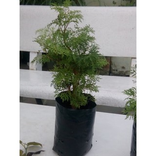 Cây Đinh lăng - loại lá nhuyễn