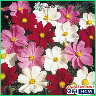 Hạt giống Hoa Cánh Bướm Nhiều Màu, Trồng Quanh Năm, Hoa Nở Liên Tục - Gói 0.1 gram