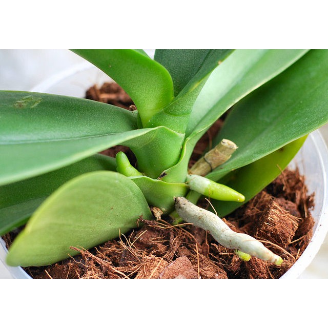 Xơ dừa giá thể trồng lan đã qua xử lý ( túi 3 lít )