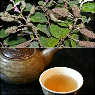 Cây AN XOA HOA TÍM 1 Kg khô