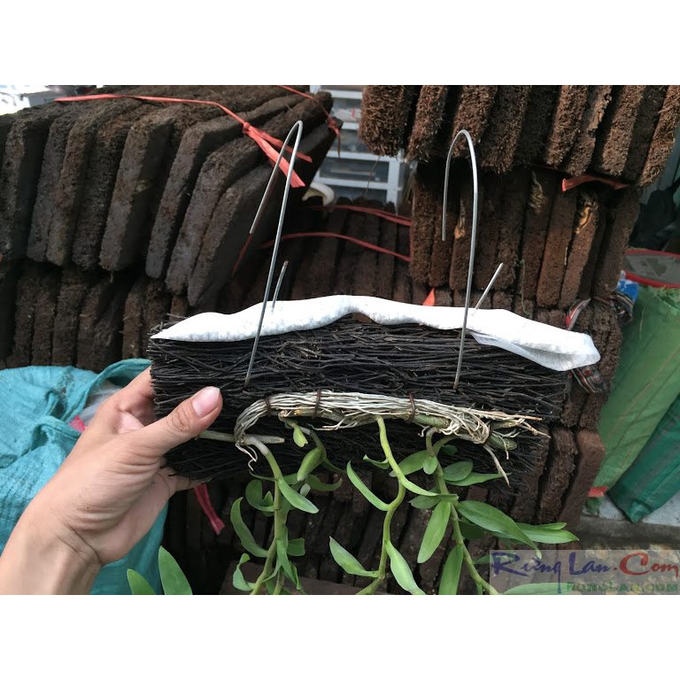 Phân trắng nhật 6-40-6-15mg hyponex magampk.