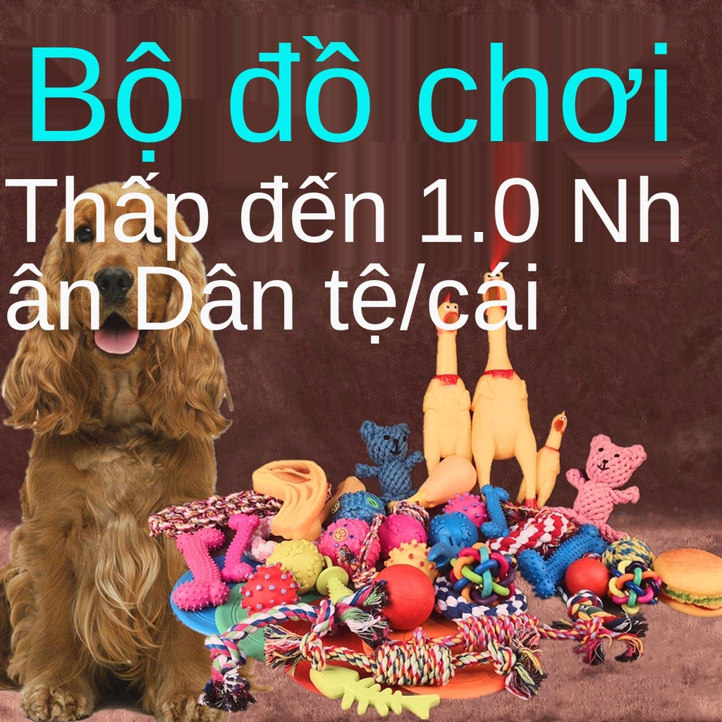 Đồ chơi cho chó cưng có răng hàm chống tha mồi vàng Teddy cún con gào thét gà kêu phát bóng cung cấp