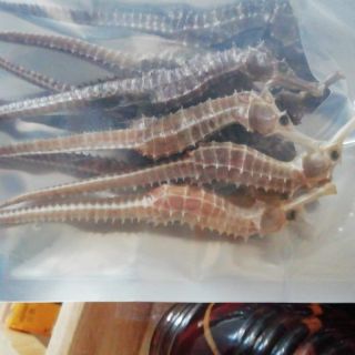 Cặp cá ngựa size 10-12cm