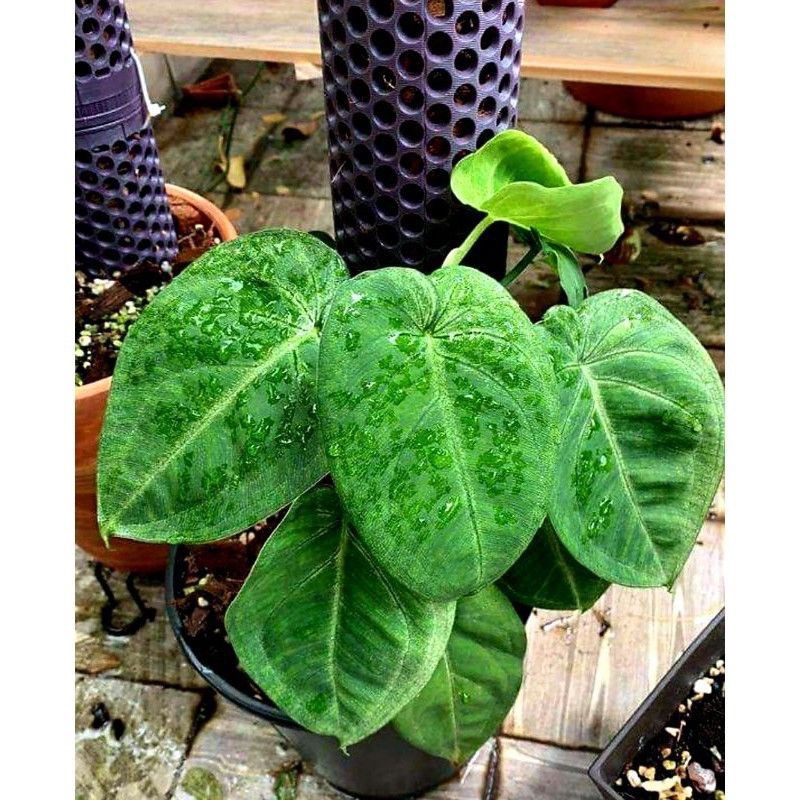 Trụ Cho Trầu Bà Leo/trụ Nối Cho Cây Leo