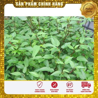 Hạt Giống Rau Đay Đỏ Cao Sản(