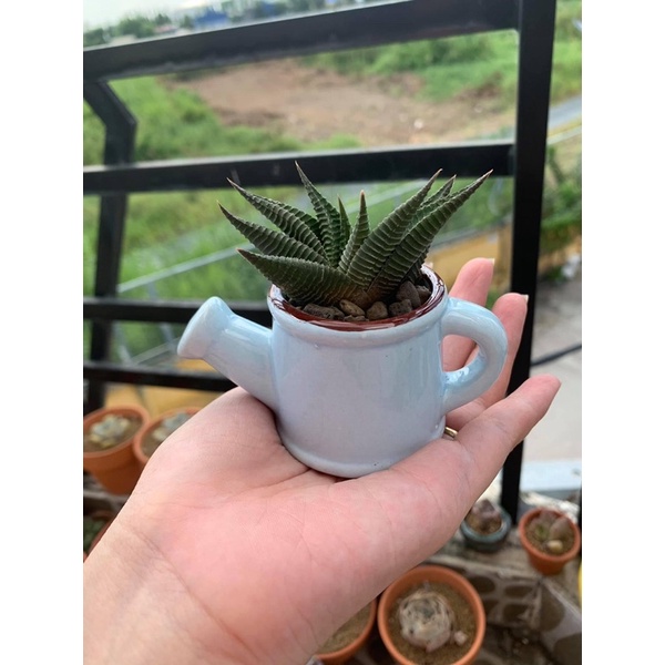 Chậu trồng sen đá mini