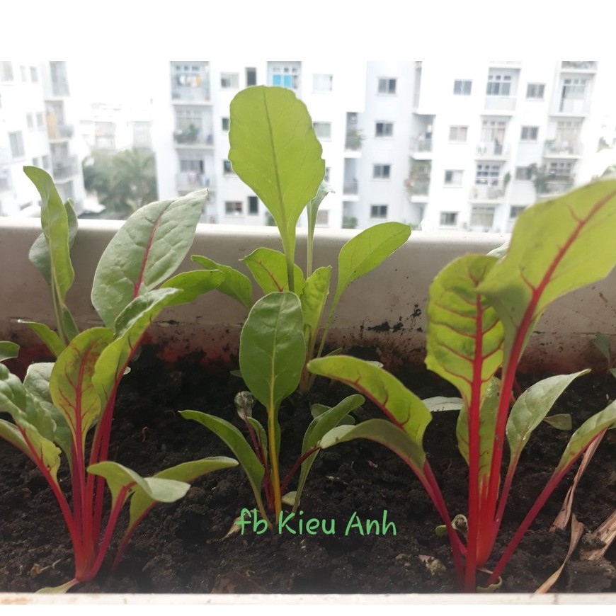 [Seeds] Hạt giống Cải cầu vồng nhiều màu, đóng gói 5gr