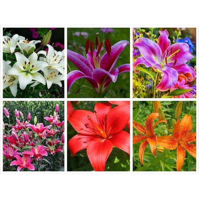 Hạt giống hoa Ly, Hoa Lily nhiều màu dễ trồng