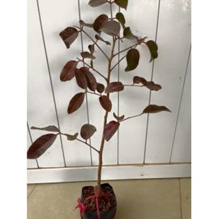 Cây giống nhãn tím