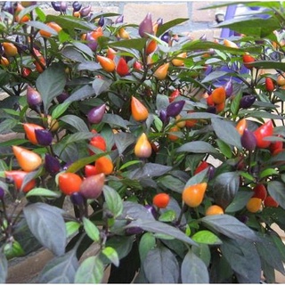hạt giống ớt cảnh 15 hạt