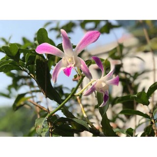 (1 chậu) Hoa lan dendro nắng 4N - đang hoa / đứng lá