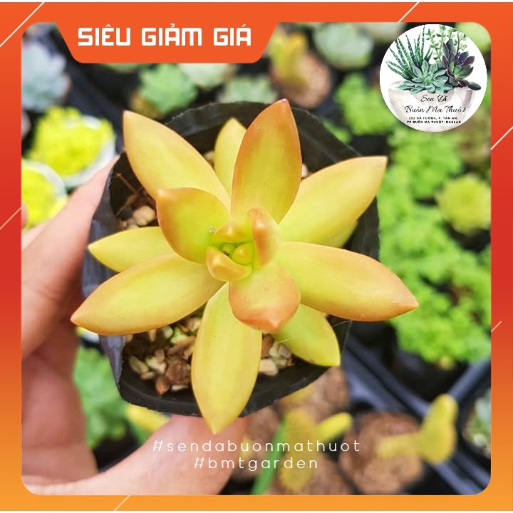 SEN ĐÁ ĐÁ CAM🧚[SIÊU ĐẸP]🧚 - SEN ĐÁ BUÔN MA THUỘT