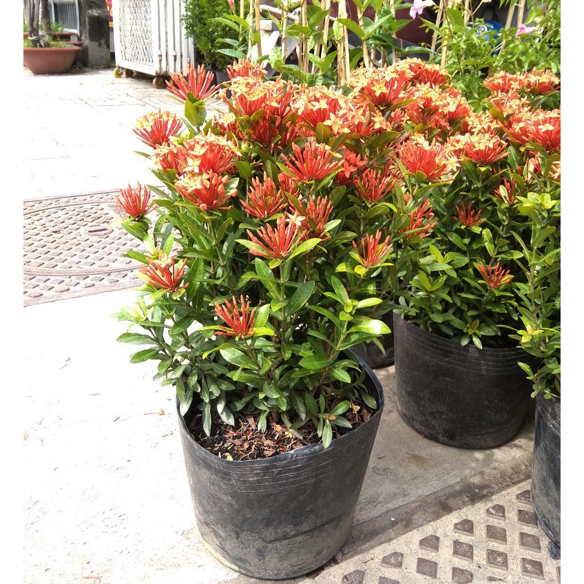 Hoa trang thái đỏ