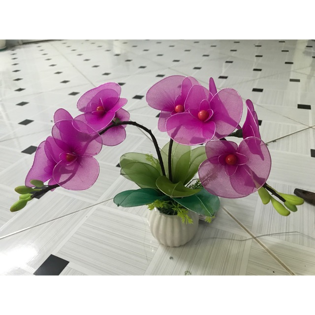 Lan hồ điệp vải voan