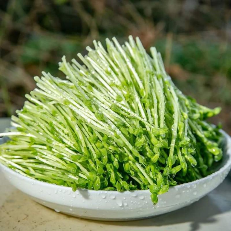 1kg hạt rau mầm đậu Hà Lan loại ngon