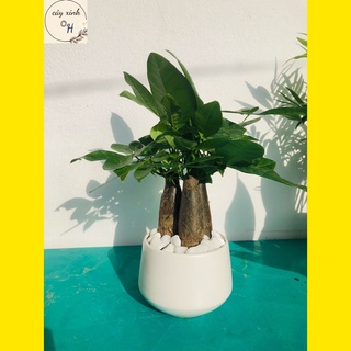 Cây kim ngân ba thân, một thân- cây cảnh để bàn