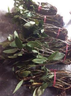 Hoa lan kiều tím