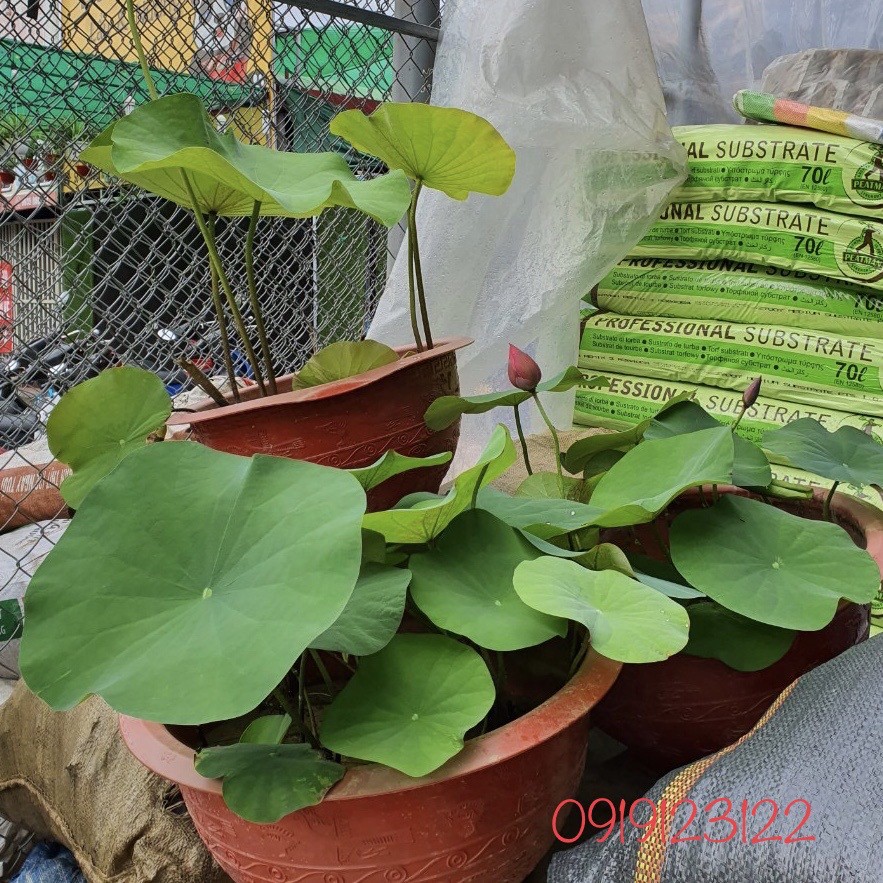 Phân Bón Sen Súng - Phân Sen Súng - Npk - Viên Sủi - Dinh Dưỡng Cho Sen Súng - Cây Ngập Nước