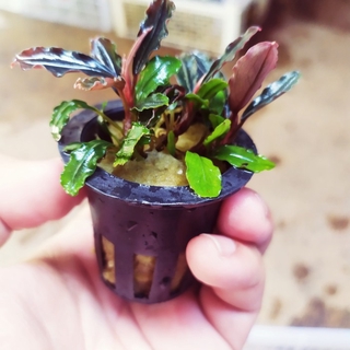 Bucephalandra brownie Nâu