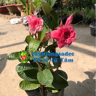 caykiengsadec Hồng anh leo + tặng phân bón - hoa kiểng lá - trang trí nội thất cảnh quan sân vườn ngoài trời