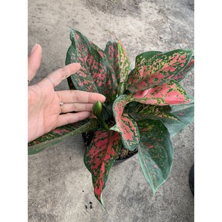 cây mai đỏ