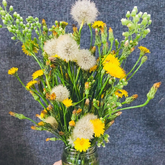 Hạt giống hoa tai mèo (Cat's Ear) Australia tự thu hoạch