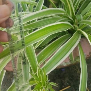 Cây dây nhện cây lan chi