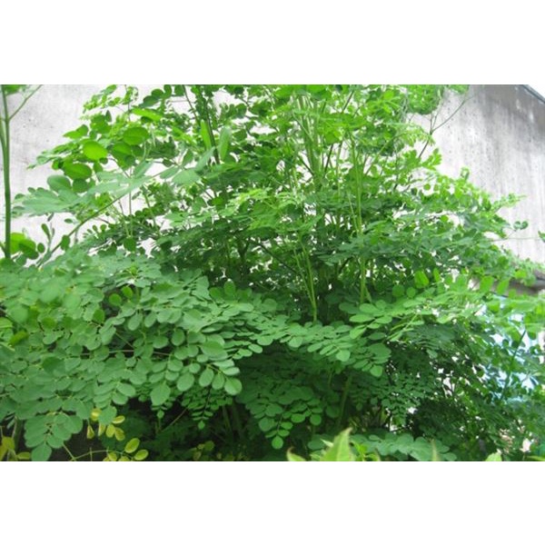 Combo 3 cây giống chùm ngây