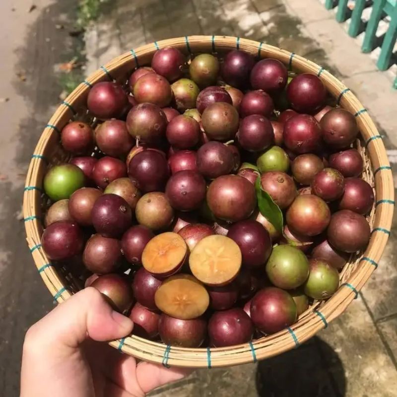 Chậu cây hồng quân cao 60-100cm, cây đẹp, nhiều nhánh