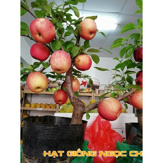 Hạt Giống Cây Táo Lùn Đỏ - 5 Hạt