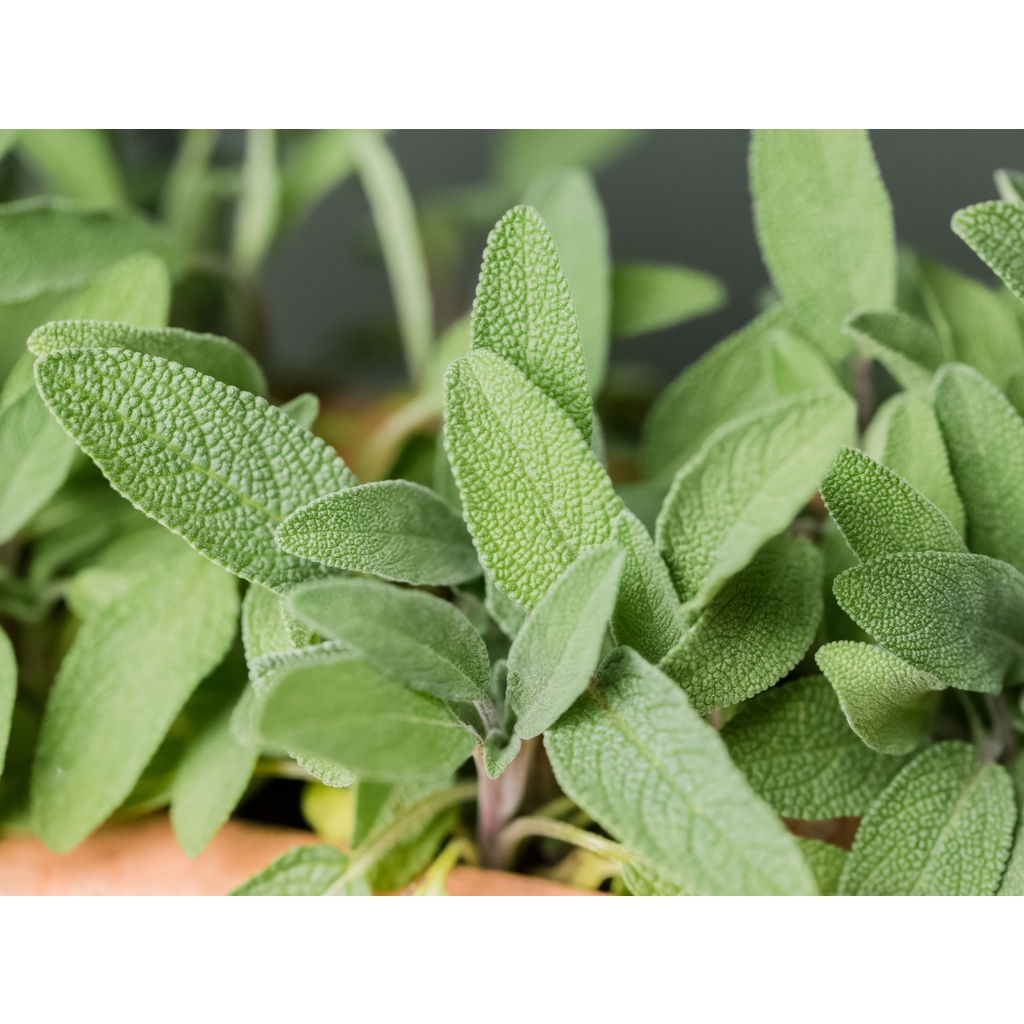 Hạt giống Xô thơm - Sage - gia vị âu