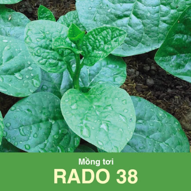 Hạt giống Rau mồng tơi 38 (20gr)