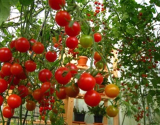Hạt giống Cà chua bi đỏ