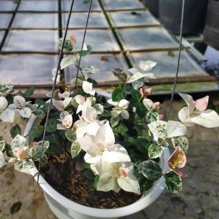 Cây giống thằn lằn cẩm thạch (thằn lằn bông) - CayGiongTot