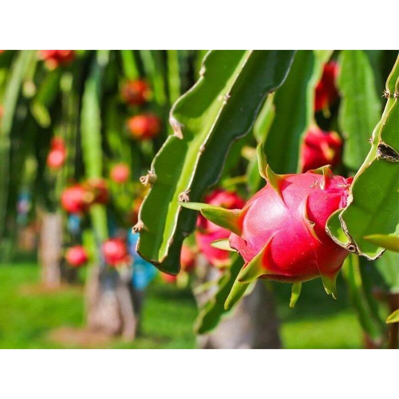 LỚN TRÁI Chai 500ml. Dưỡng trái to, đẹp, nặng ký.