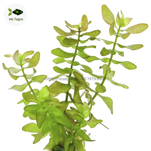 Cây thủy sinh, cắt cắm, lá cạn thu hoạch trực tiếp tại trại cây Vũ Aqua