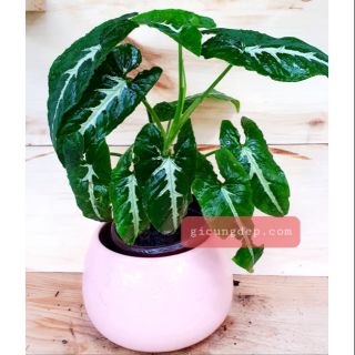 1 chậu trầu bà nhung (chậu nhựa, chậu sứ tùy khách chọn)