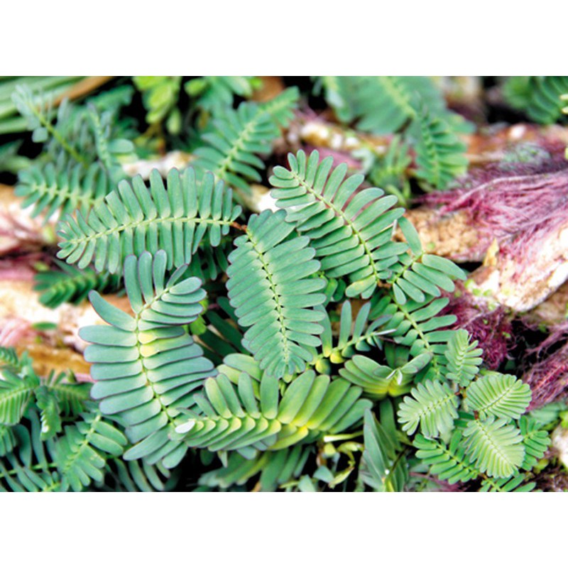 Phân bón cho rau nhút Max root chai 1 lít giúp trắng phau-mập cộng-nặng ký