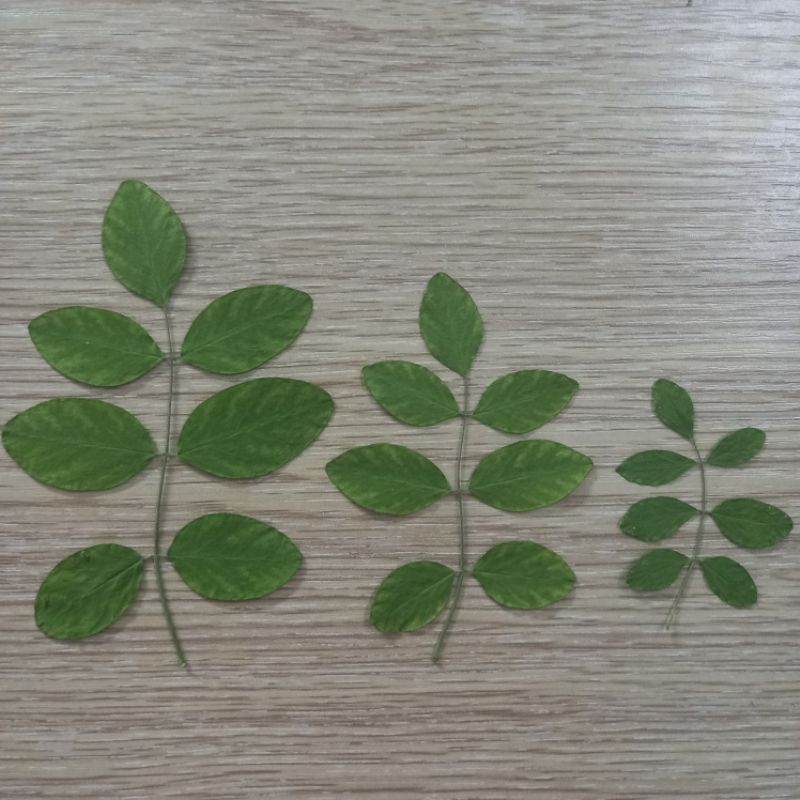 Lá ép khô dùng trong trang trí resin, handmade