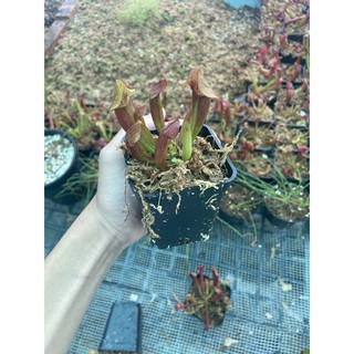 cây hố bẫy sarracenia