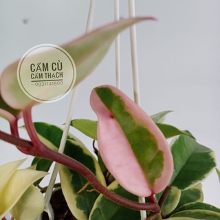 Cây lan cẩm cù cẩm thạch treo mini