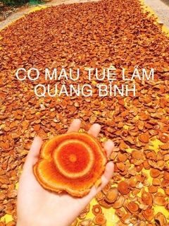 Cỏ Máu Tăng Cân