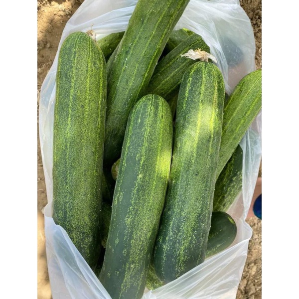 Hạt giống dưa leo F1 siêu quả TN789 gói lớn hơn 300 hạt