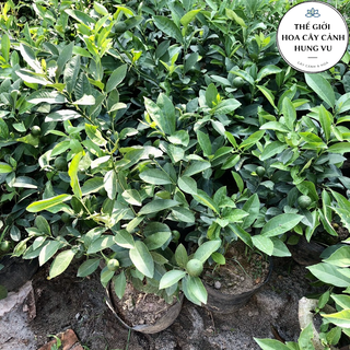 Cây chanh tứ quý đang quả cao 40cm .